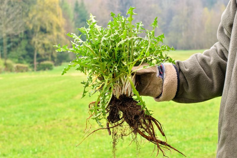 Garden Cleanup Service in Ventura County, CA