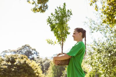 Japanese Cherry Tree Planting in Ventura County, CA