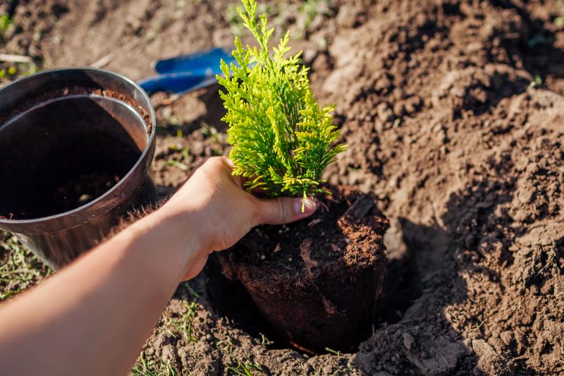 Japanese Maple Planting in Honolulu, HI