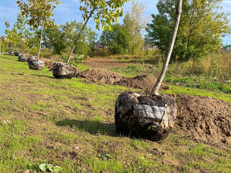 Ornamental Tree Planting in Ventura County, CA