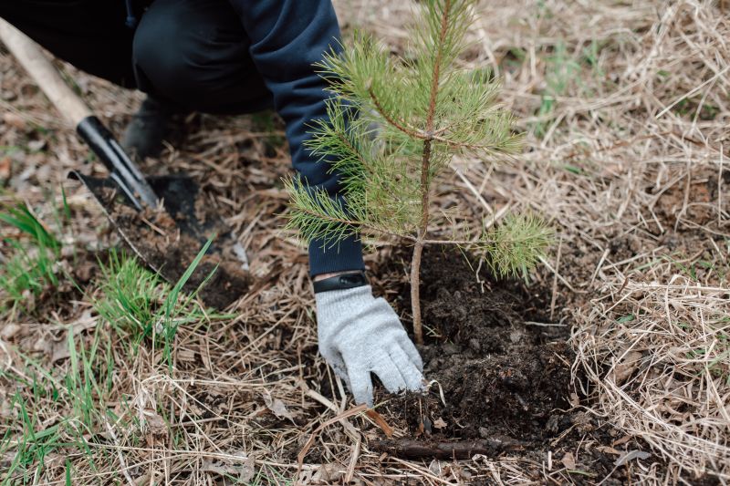 Palm Tree Planting in Ventura County, CA