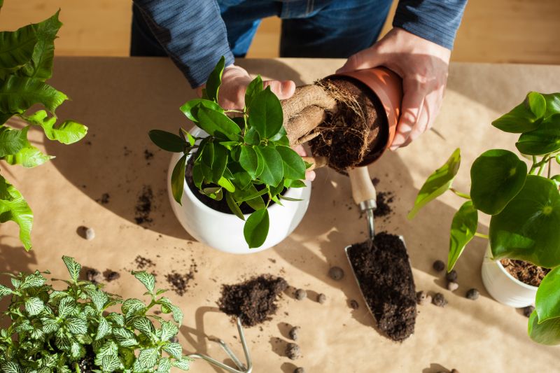 Perennials Planting in Honolulu, HI