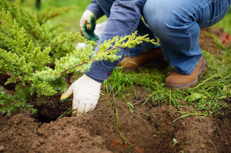 Pine Tree Planting in Ventura County, CA