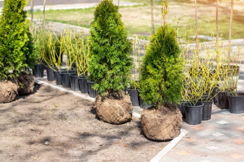 Privacy Shrub Planting in Ventura County, CA