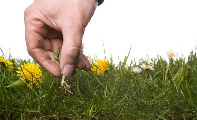 Spring Garden Maintenance in Ventura County, CA